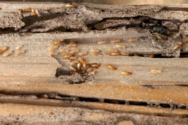 Reliable Pine City, MN Pest Control Solutions