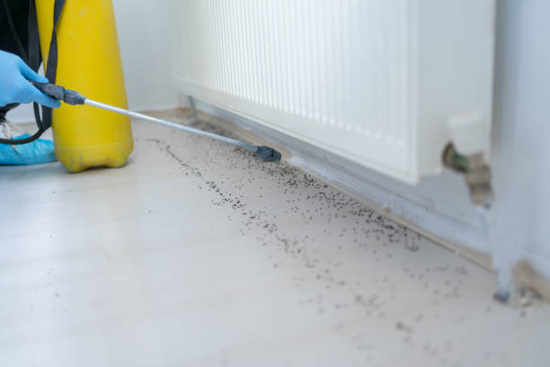 Best Affordable Pest Control Services  in Pine City, MN