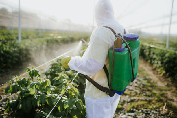 Best Insect Control  in Pine City, MN